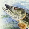 pike