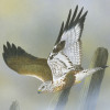 roughleggedbuzzard